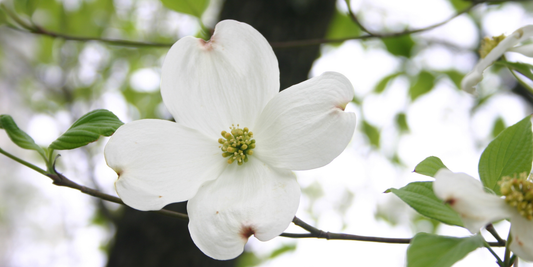 How to Grow White Flowering Dogwood from Seed (Germination Guide)