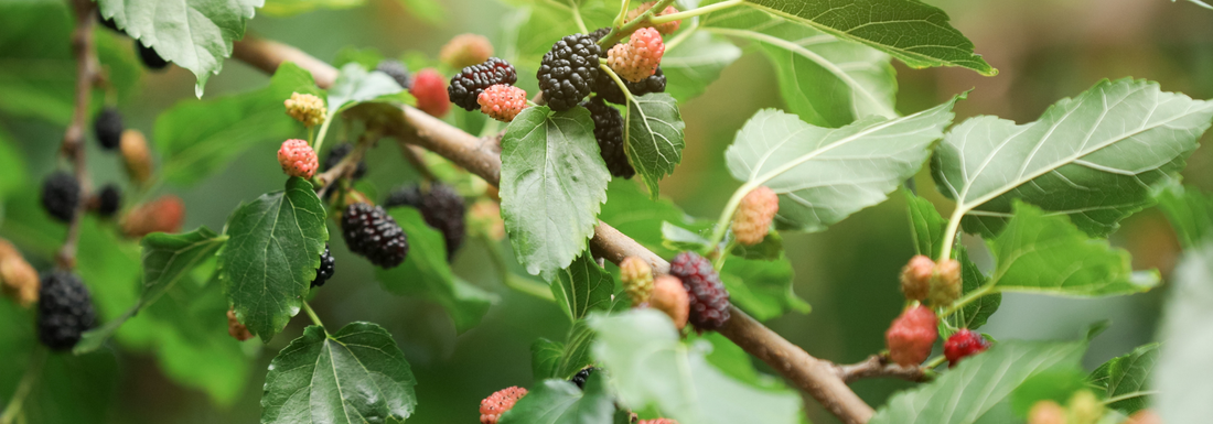 How to Grow White Mulberry Trees from Seed (Germination Guide)