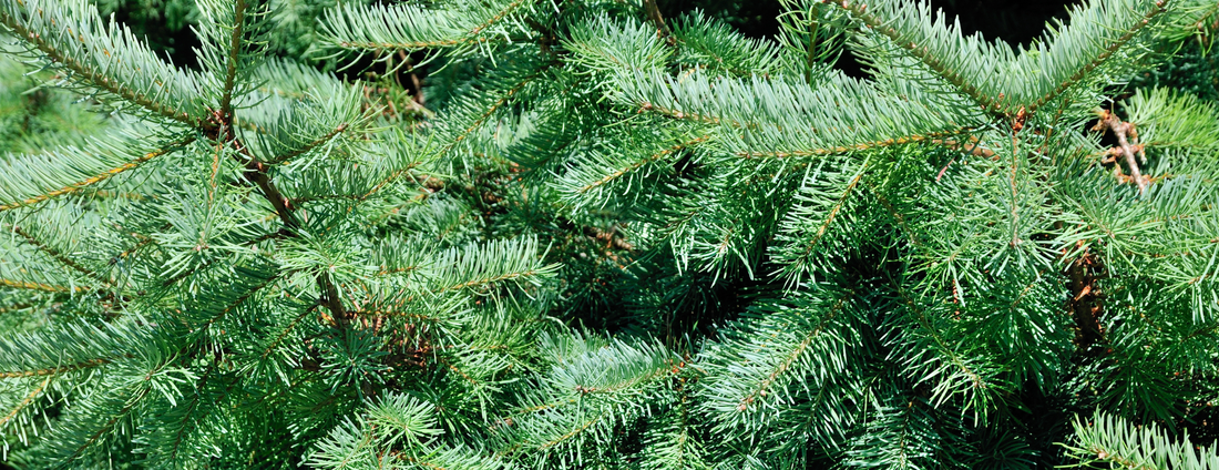 How to Grow White Spruce Trees from Seed (Germination Guide)