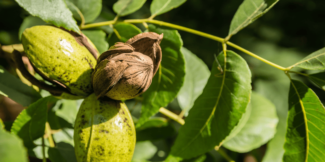 How to Grow Wild Pecan Trees from Seed (Germination Guide)