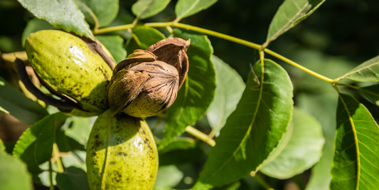 How to Grow Wild Pecan Trees from Seed (Germination Guide)