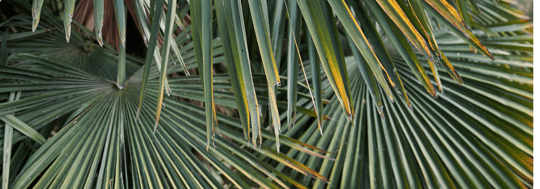 How to Grow Windmill Palm from Seed (Germination Guide)