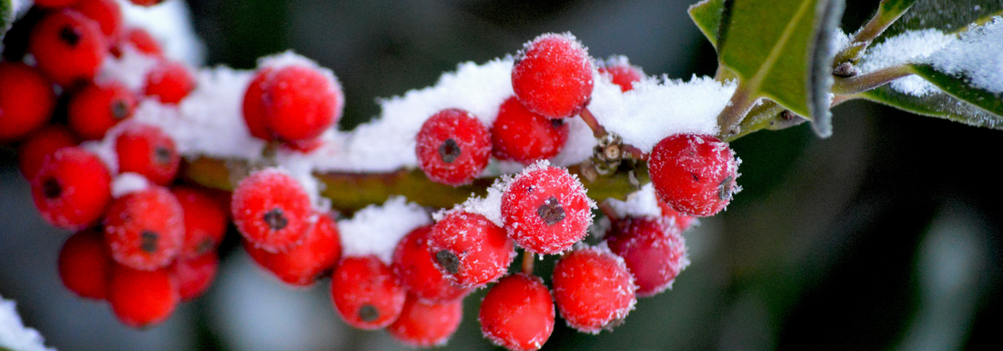 How to Grow Winterberry Holly from Seed (Germination Guide)
