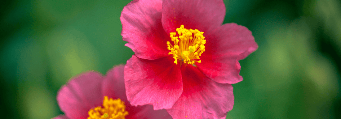 How to Grow Woods’ Rose from Seed (Germination Guide)