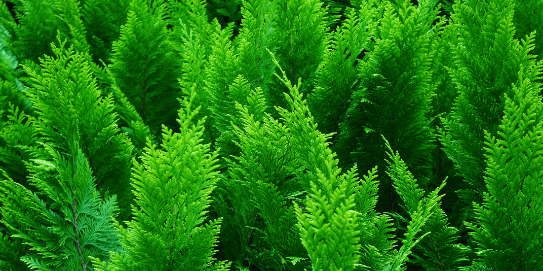 How to Grow American Arborvitae Pyramidalis from Seed (Thuja occidentalis ‘Pyramidalis’)