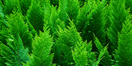 How to Grow American Arborvitae Pyramidalis from Seed (Thuja occidentalis ‘Pyramidalis’)
