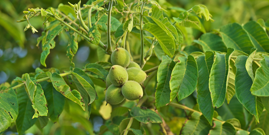 How to Grow Black Walnut Trees from Seed (Germination Guide)
