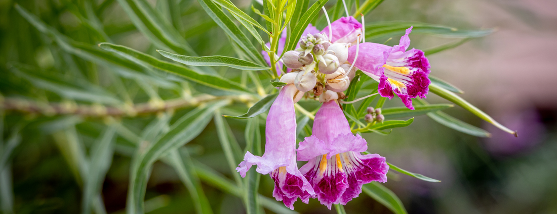 How to Grow Desert Willow Trees from Seed (Germination Guide)