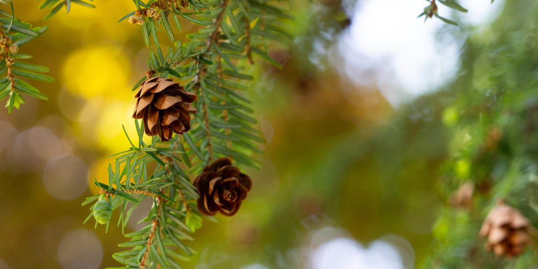 How to Grow Eastern Hemlock Trees from Seed (Germination Guide)
