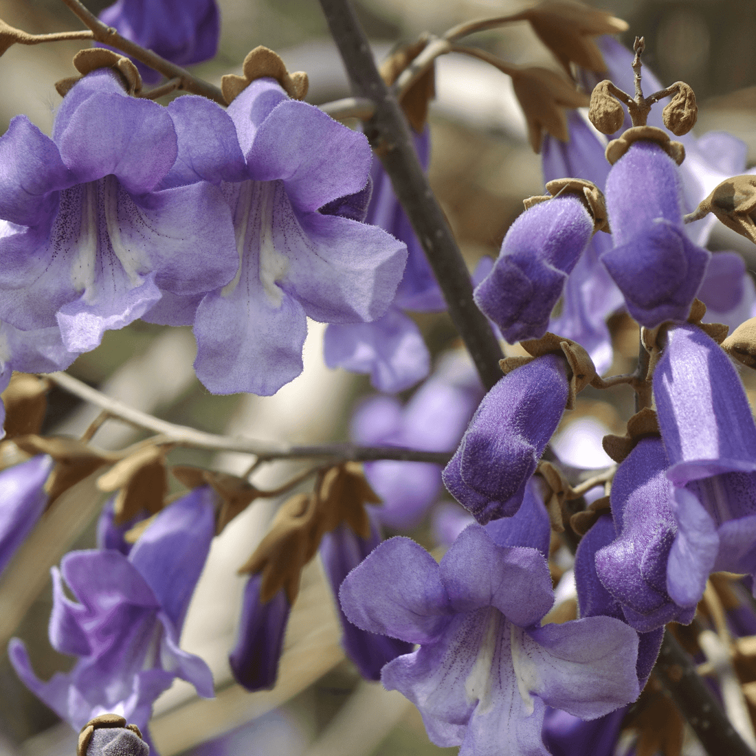 How to Grow Empress Trees from Seed (Germination Guide)