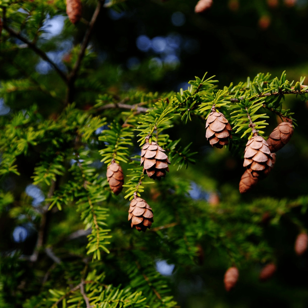 Eastern Hemlock branch with flat needles and small cones