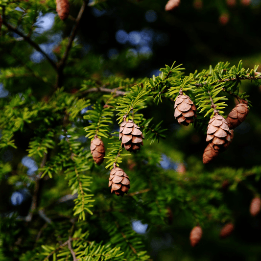 Eastern Hemlock branch with flat needles and small cones