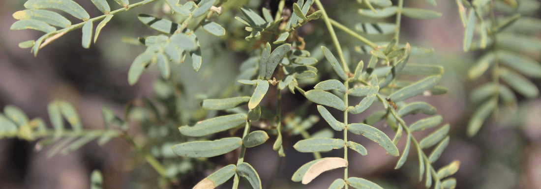How to Grow Honey Mesquite from Seed (Germination Guide)