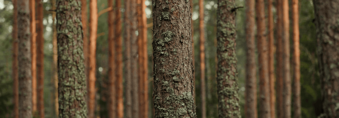 How to Grow Japanese Red Pine Trees from Seed (Germination Guide)