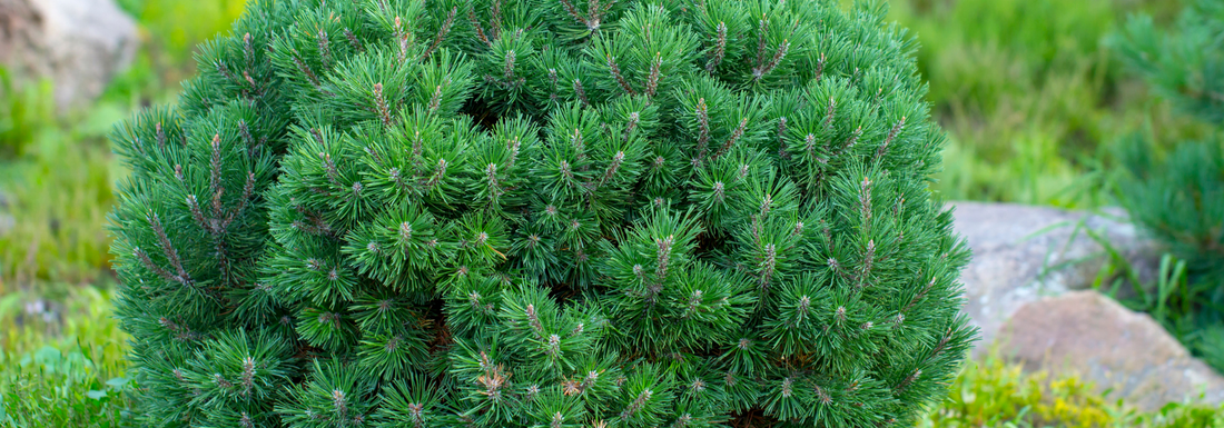 How to Grow Mugo Pine from Seed (Germination Guide)