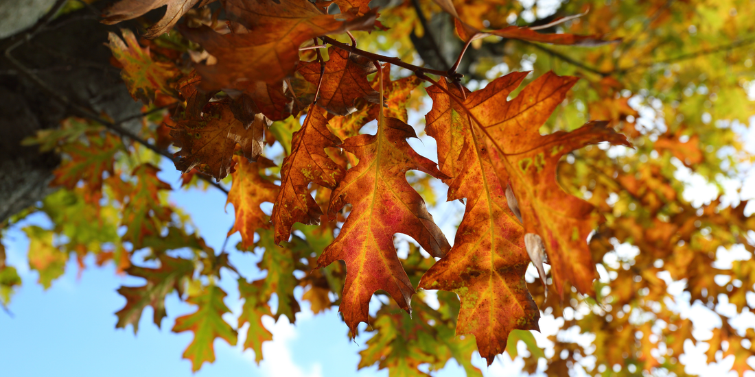 How to Grow Northern Red Oak Trees from Seed (Germination Guide)