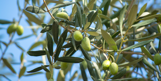 How to Grow Olive Trees from Seed (Germination Guide)