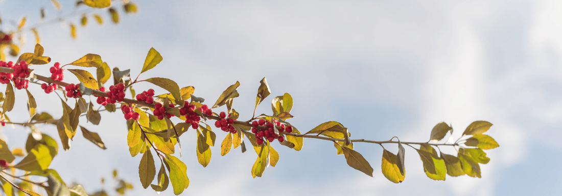 How to Grow Possumhaw from Seed (Germination Guide)