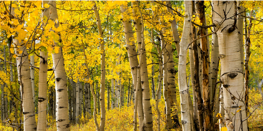 How to Grow Quaking Aspen Trees from Seed (Germination Guide)