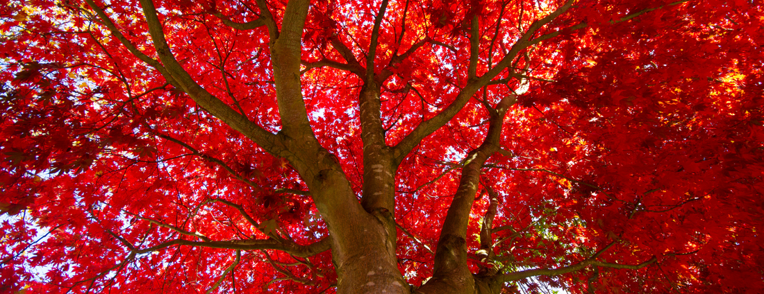 How to Grow Red Maple Trees from Seed (Germination Guide)
