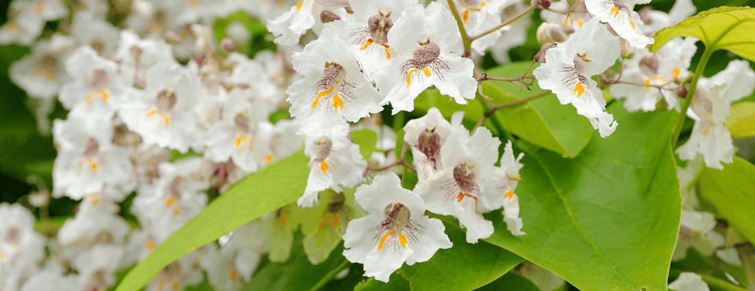 How to Grow Southern Catalpa Trees from Seed (Germination Guide)