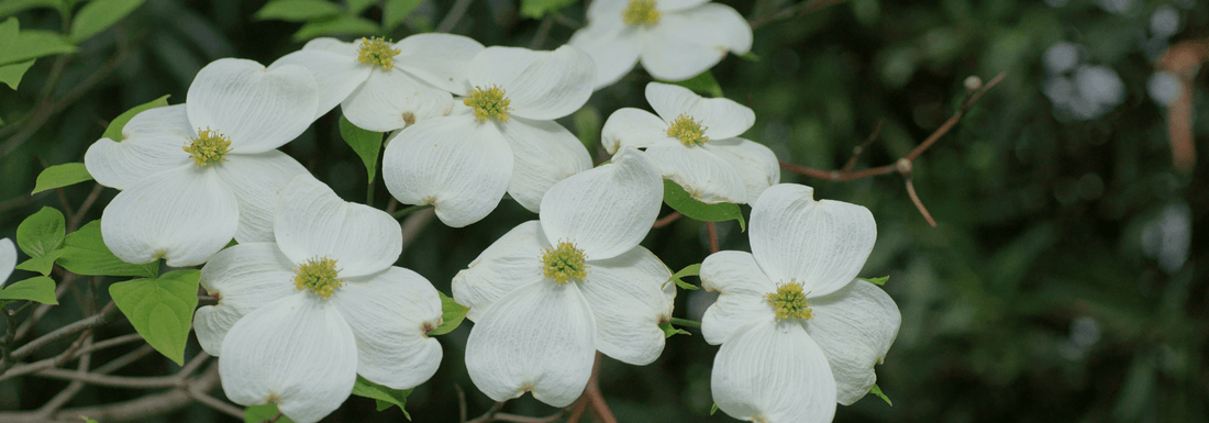 How to Grow Silky Dogwood from Seed (Germination Guide)