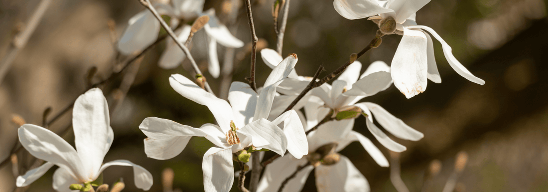 How to Grow Star Magnolia from Seed (Germination Guide)