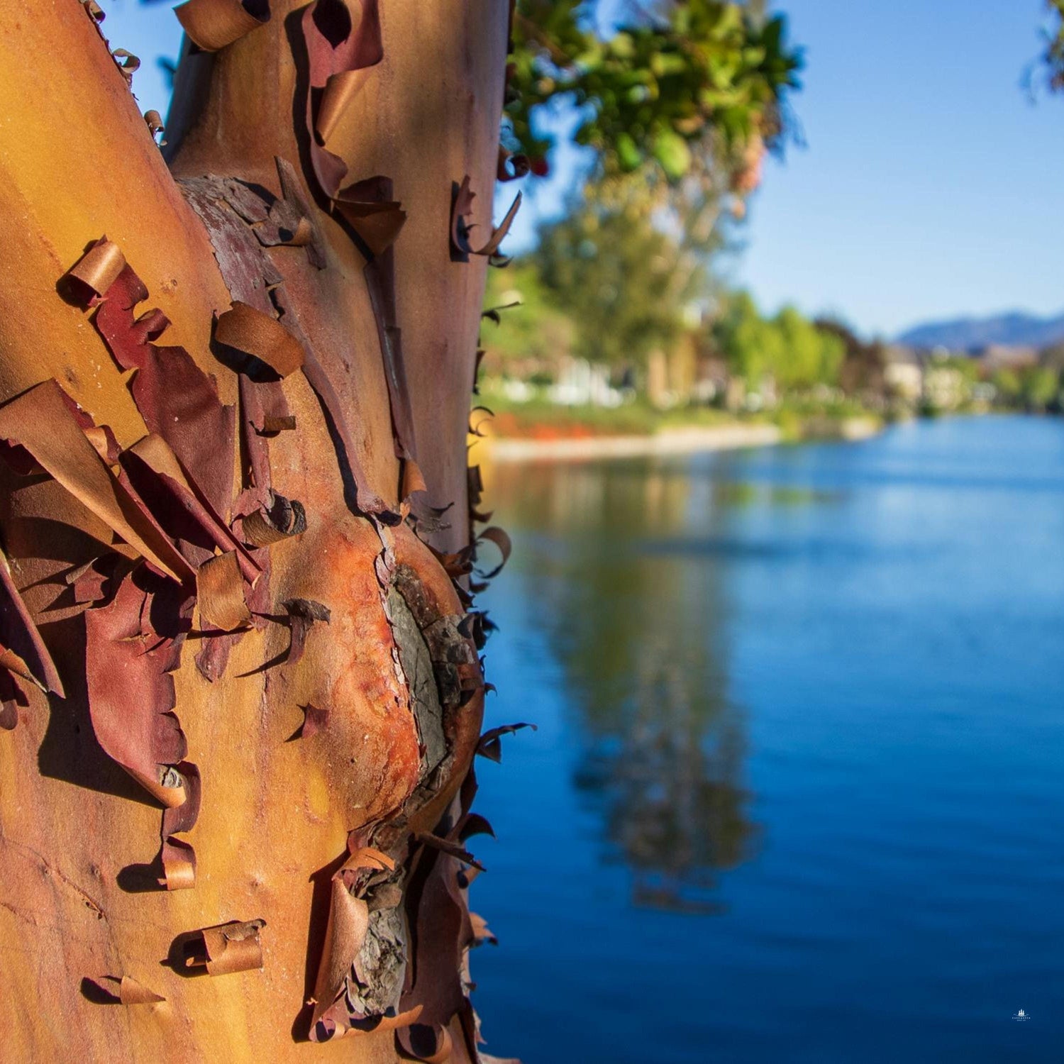River birch with peeling bark growing along a waterline