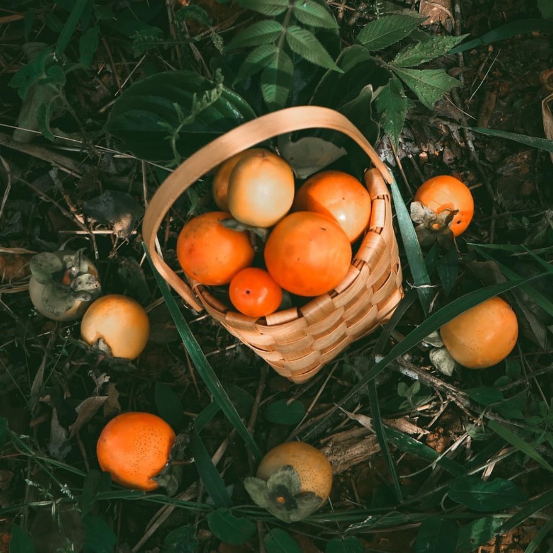 Basket of ripe orange persimmons freshly harvested