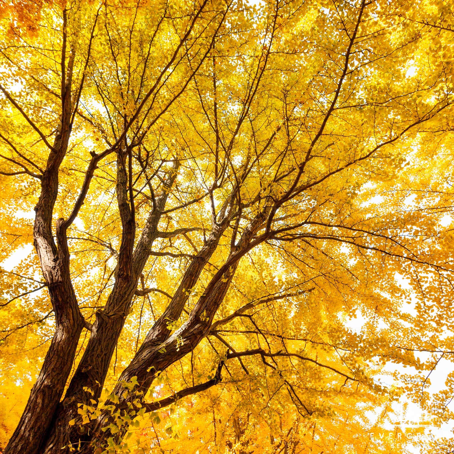 Ancient & Prehistoric Tree Seeds