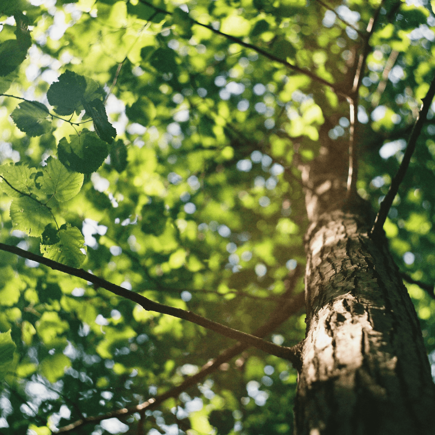 Shade Tree Seeds