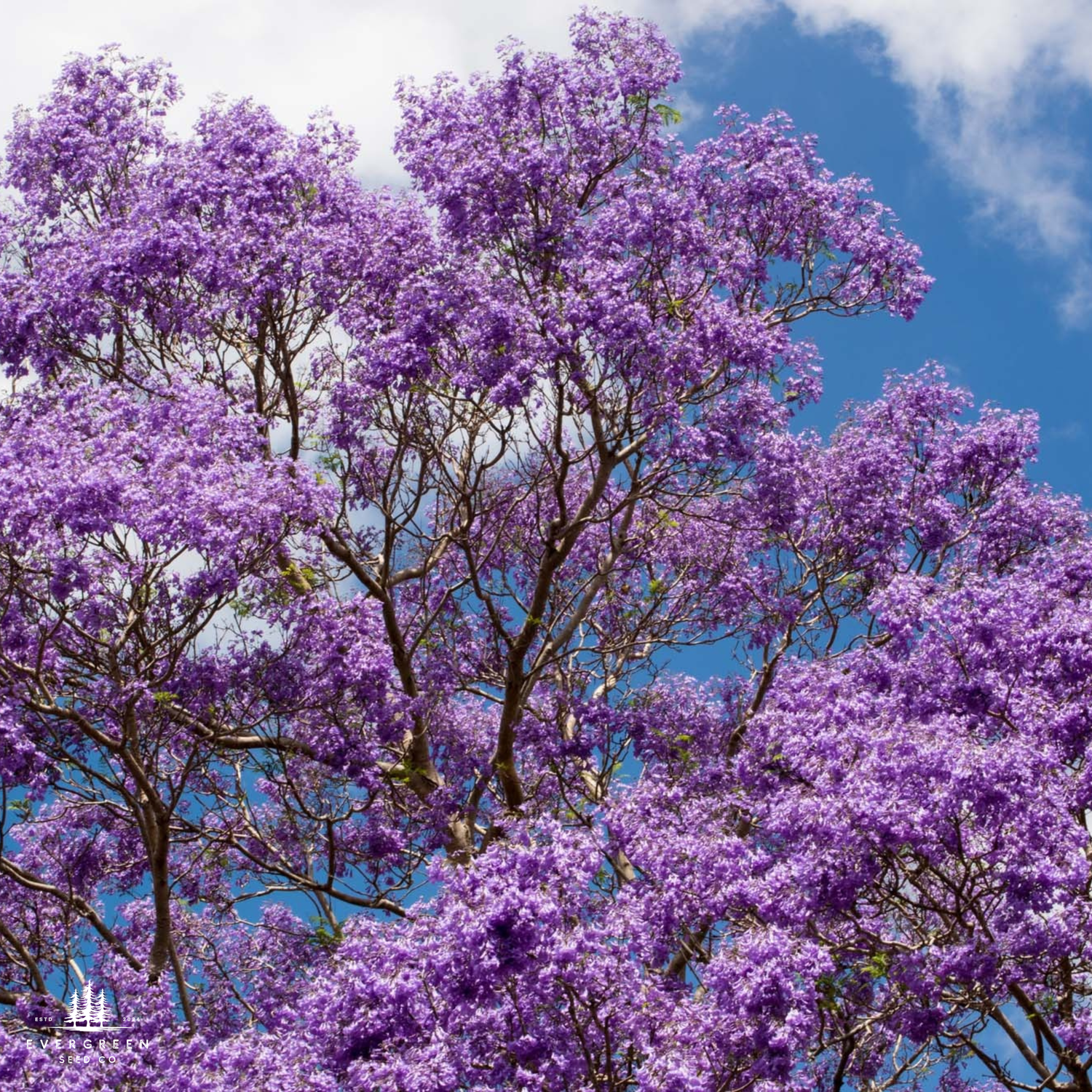 Flowering tree covered in purple spring blossoms