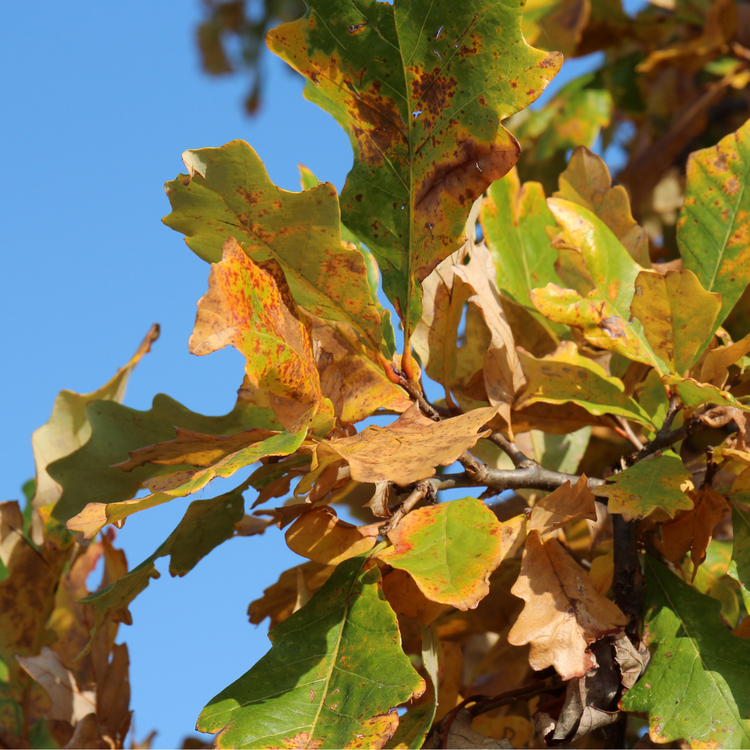 Native oak leaves turning orange against a blue sky