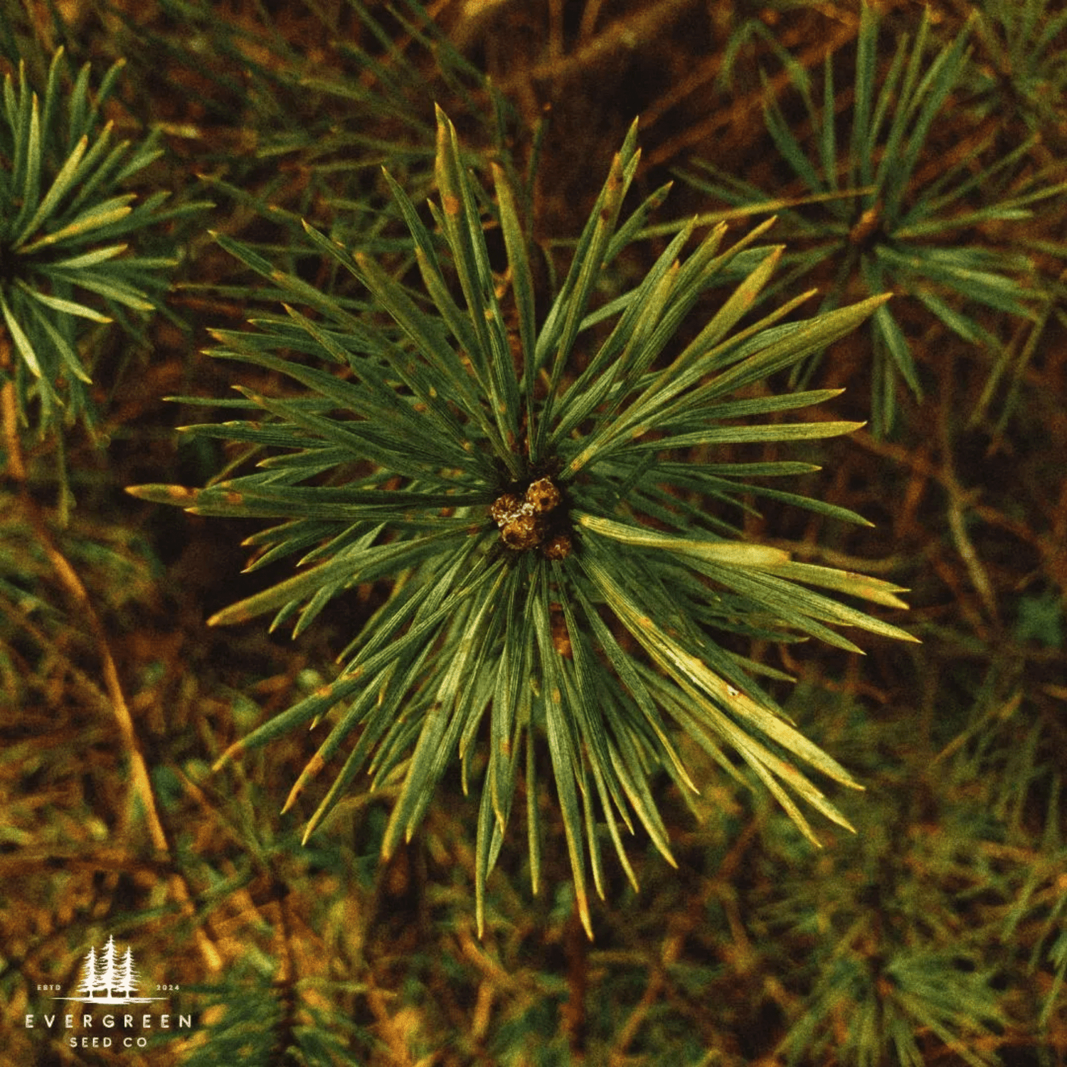 Evergreen & Conifer Tree Seeds