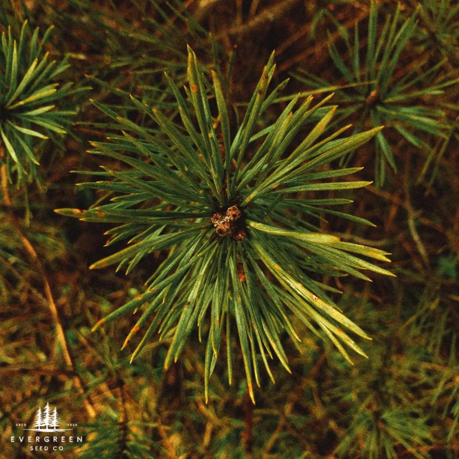 Evergreen & Conifer Tree Seeds