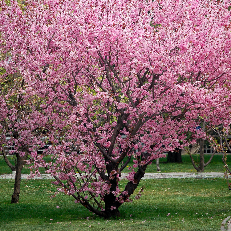 Flowering cherry tree in full pink bloom on open lawn