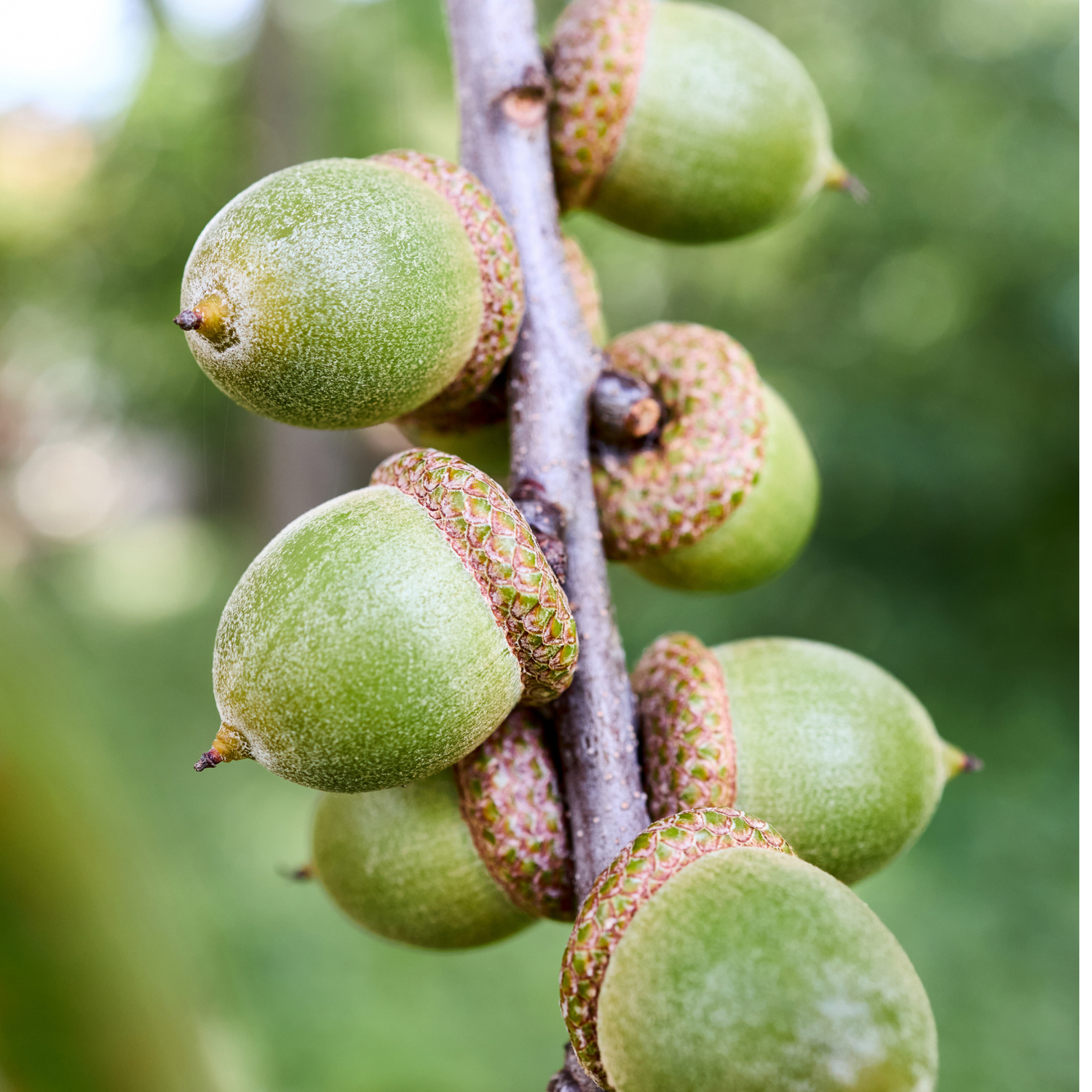 Green acorns clustered on an oak branch