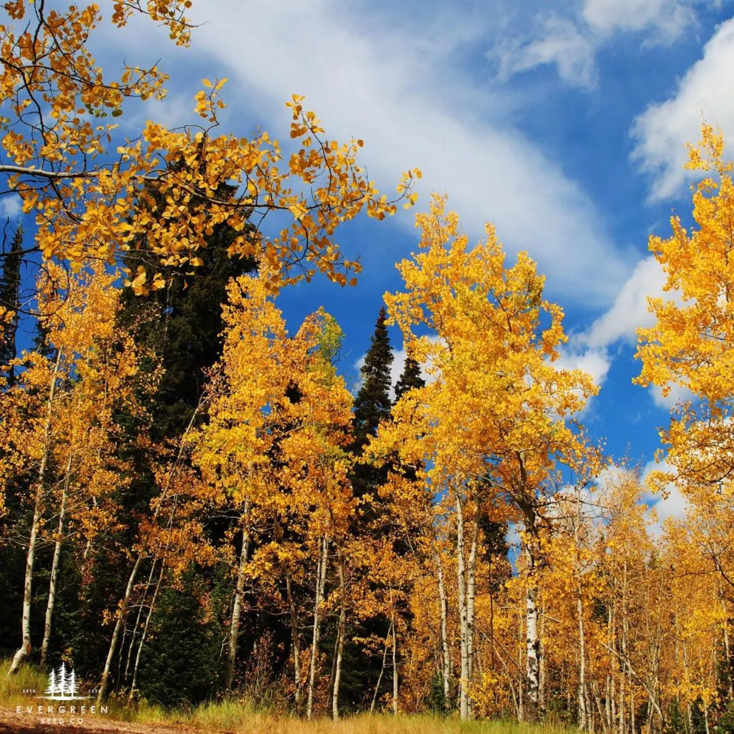 Fast growing trees in golden fall color against blue sky