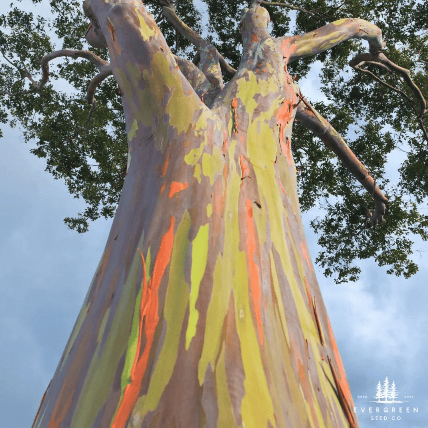 Rainbow Eucalyptus trunk showing green, orange, and violet bark