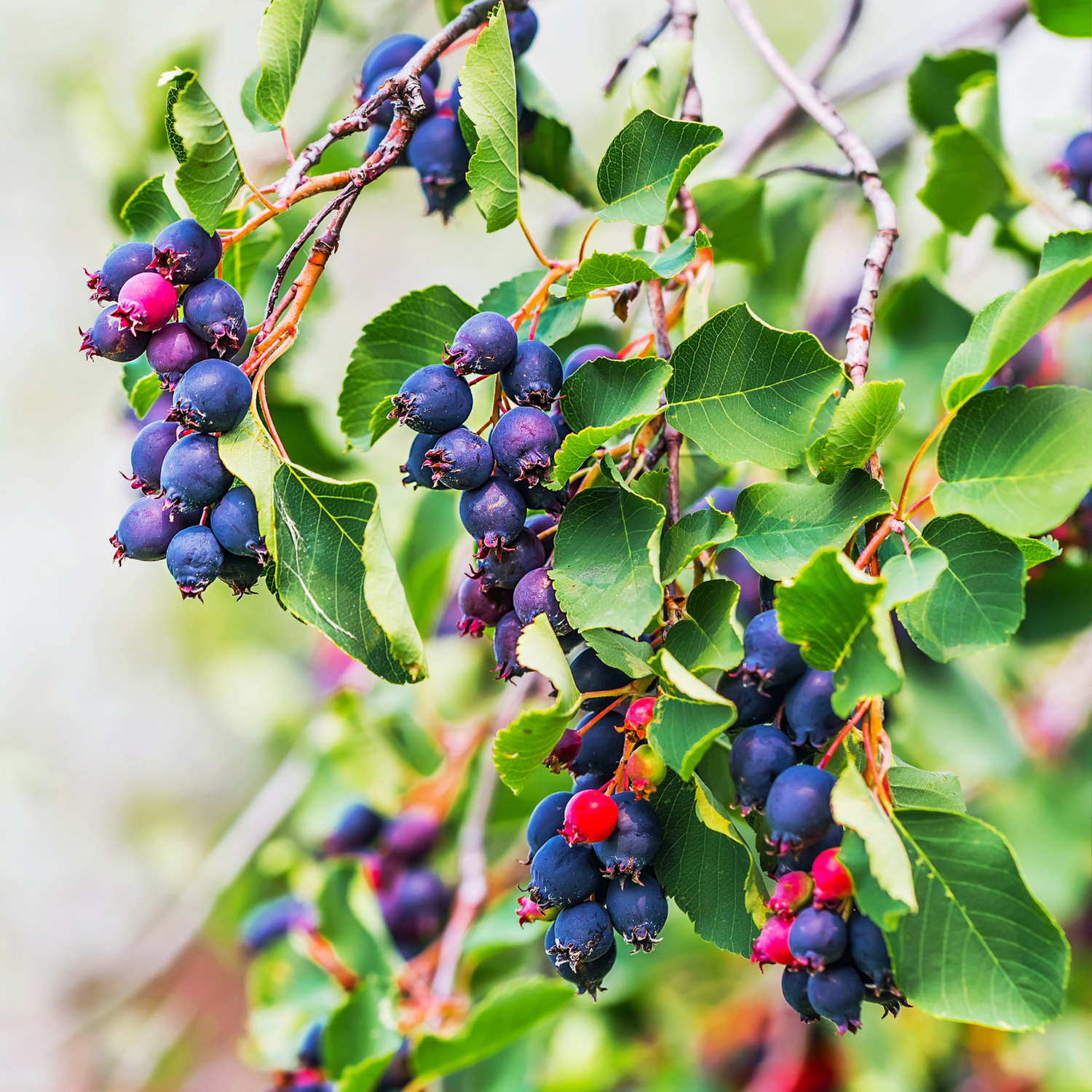 Saskatoon serviceberry shrub with ripe purple berries
