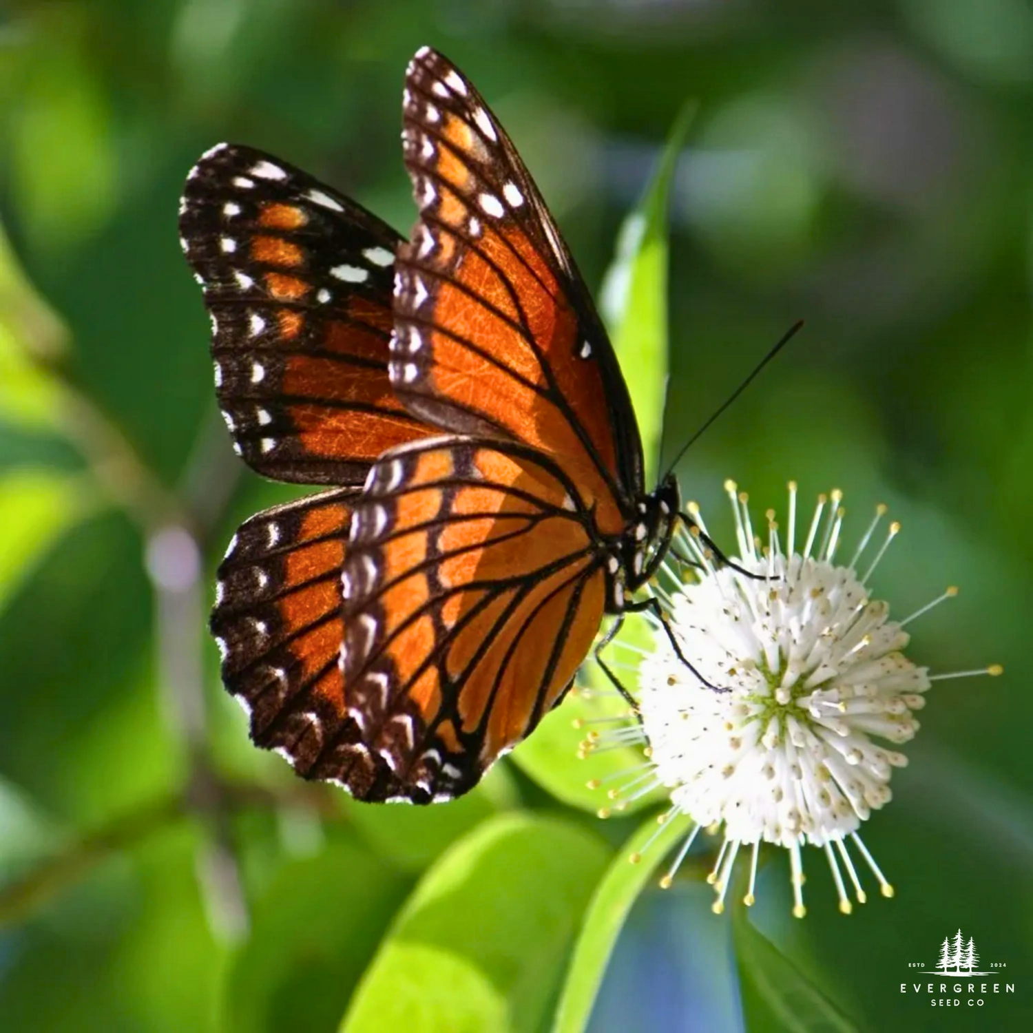 Monarch butterfly feeding on a buttonbush flower