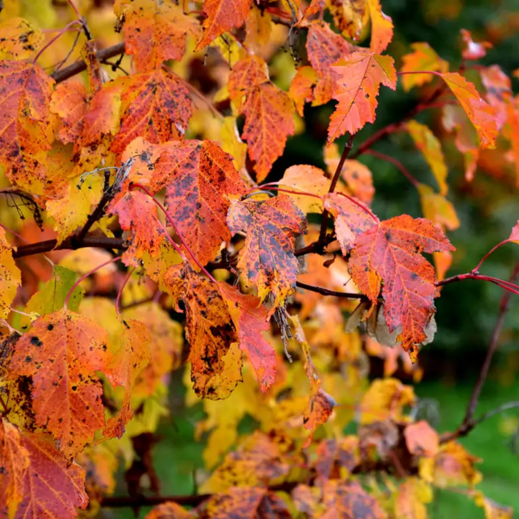 Fallen maple leaves in orange, red, and yellow autumn color