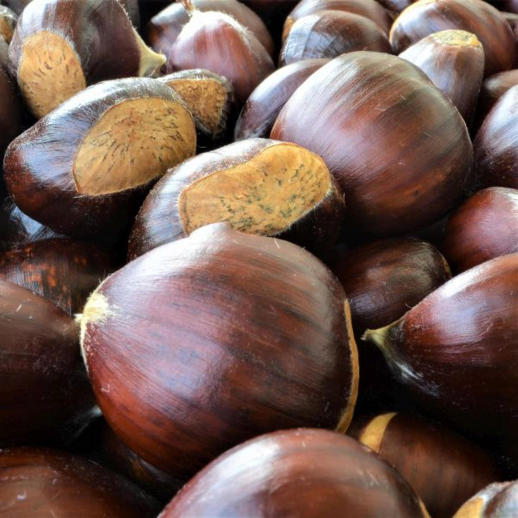 American chestnuts in their glossy brown shells