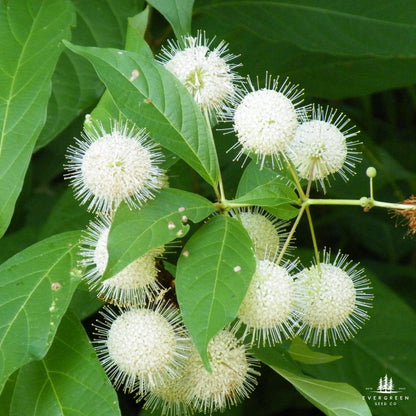 Buttonbush Seeds | Cephalanthus Occidentalis | Pollinator-Friendly Shrub for Wetlands & Landscaping