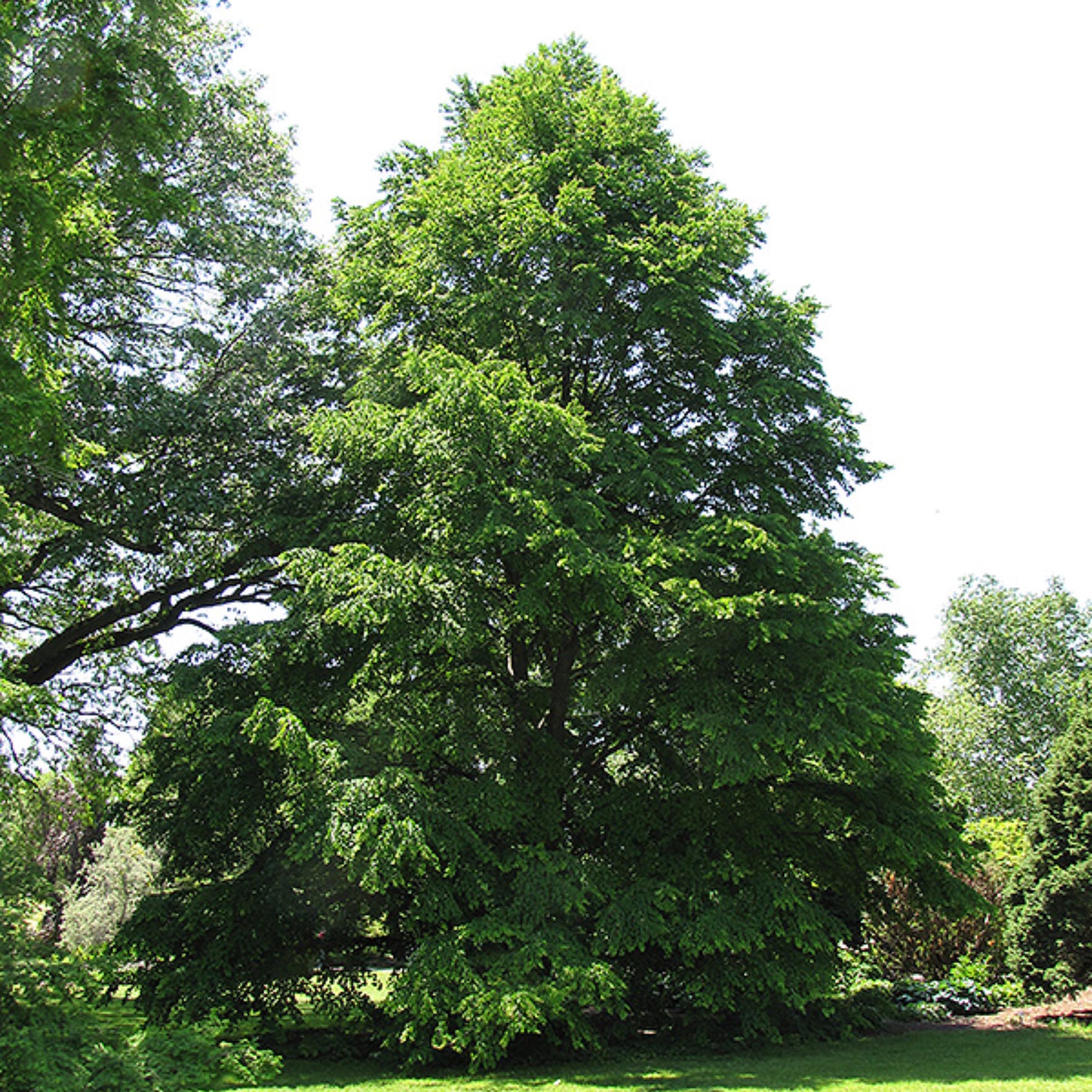 sera seed plant Katsura Tree Seeds (Cercidiphyllum japonicum)