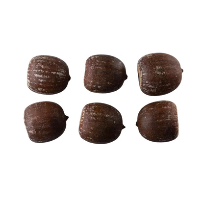 Northern Red Oak Tree Seeds (Quercus rubra)