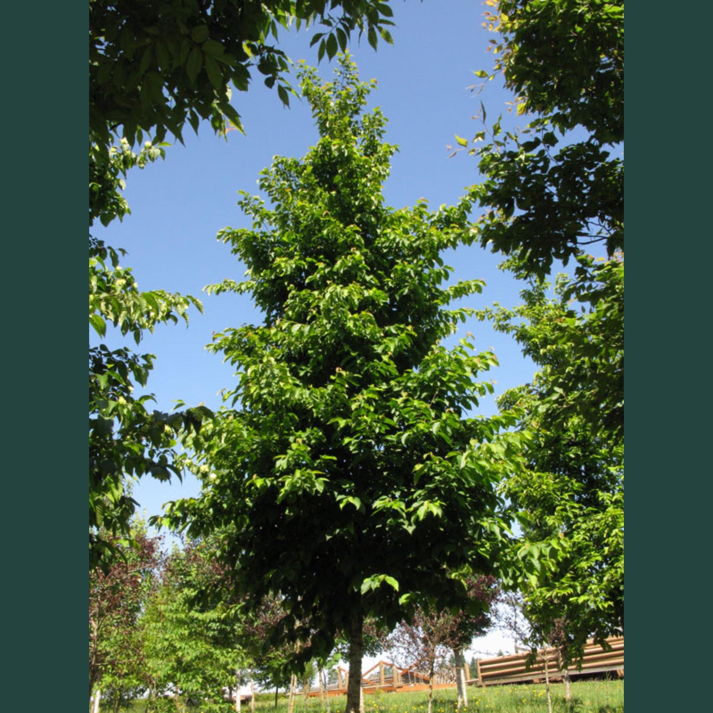 Eastern Hophornbeam Tree Seeds (Ostrya virginiana)