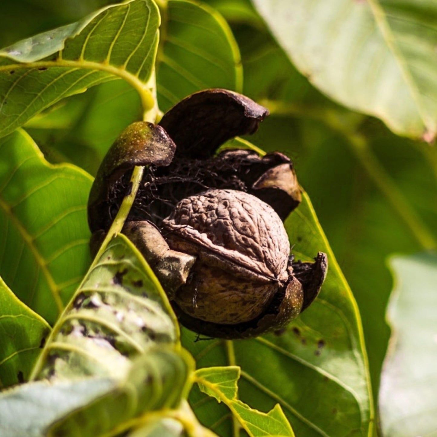 Butternut Tree Seeds-(Juglans cinerea)
