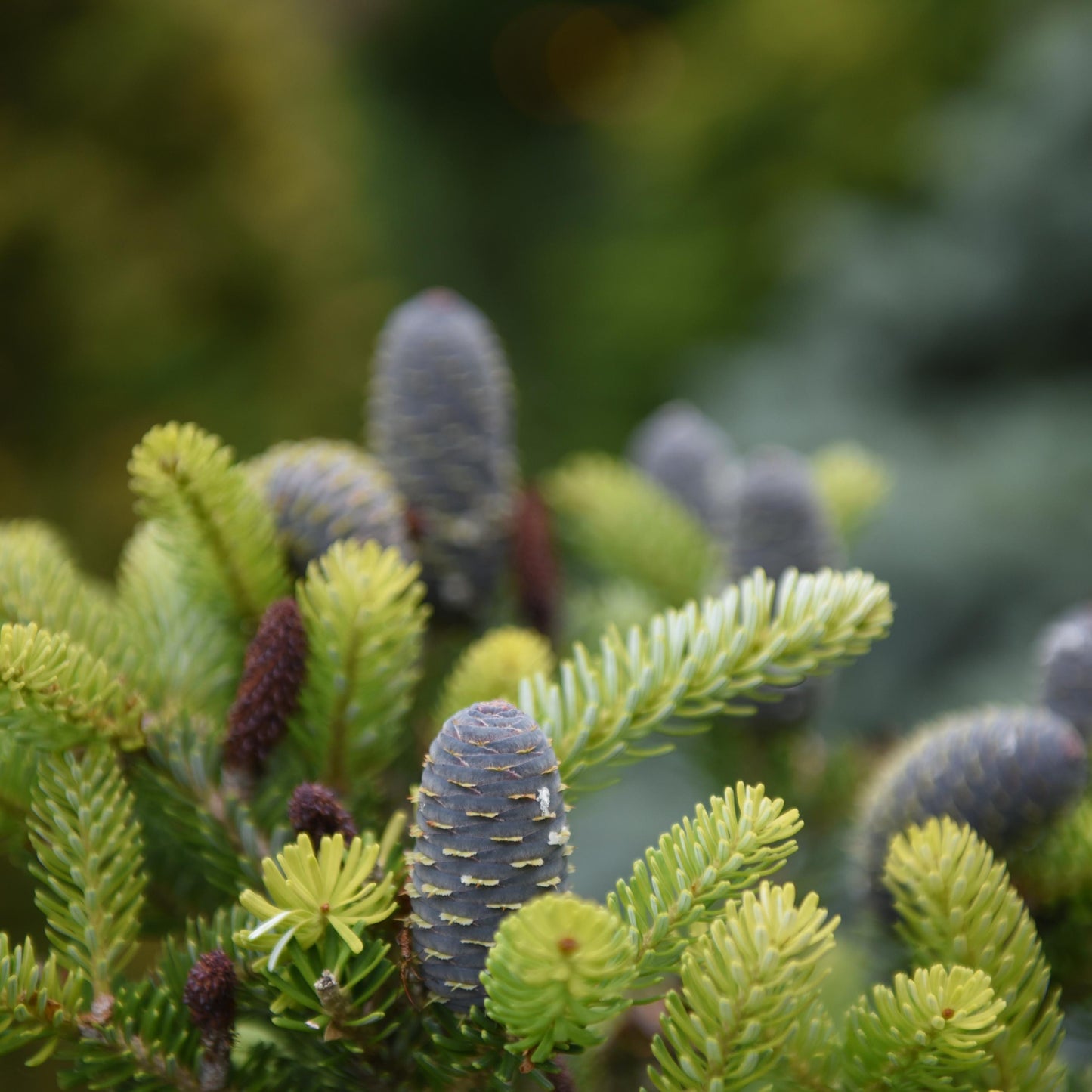 Balsam Fir Tree Seeds – (Abies balsamea)