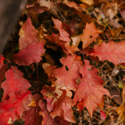 Northern Red Oak Tree Seeds (Quercus rubra)